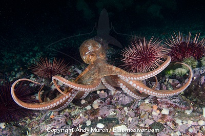 This octopus can get pretty enraged